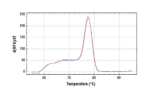 SimpleChIP Human MX1 Promoter Primers 500 µl