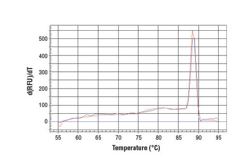 SimpleChIP Mouse PER1 Intron 1 Primers 500 µl