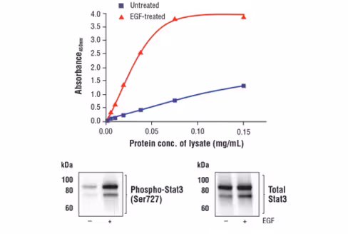 FastScan Phospho-Stat3 (Ser727) ELISA Kit 1 kit