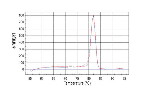 SimpleChIP Human AFM Intron 1 Primers 500 µl