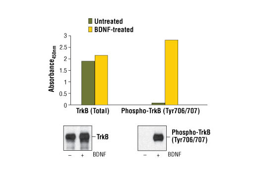PathScan Phospho-TrkB (panTyr) Sandwich ELISA Kit 1 kit