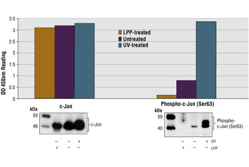 PathScan Phospho-c-Jun (Ser63) Sandwich ELISA Kit II 1 kit