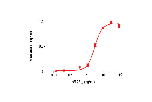 Rat Vascular Endothelial Growth Factor-164 (rVEGF164 ) 10 µg