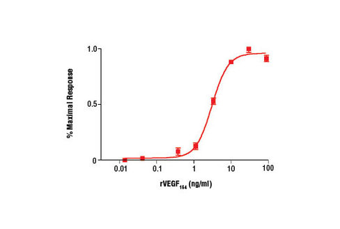 Rat Vascular Endothelial Growth Factor-164 (rVEGF164 ) 10 µg