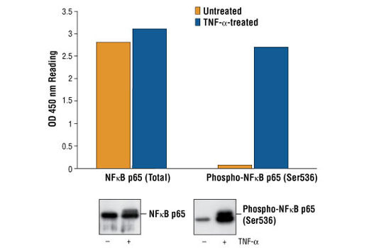 PathScan Phospho-NF-kappaB p65 (Ser536) Sandwich ELISA Kit 1 kit