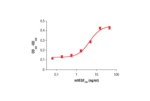 Mouse Vascular Endothelial Growth Factor-164 (mVEGF164 ) 10 µg