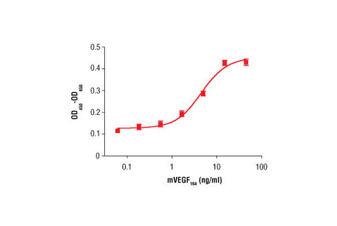 Mouse Vascular Endothelial Growth Factor-164 (mVEGF164 ) 10 µg