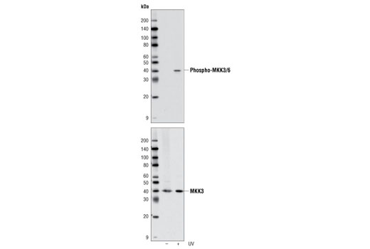 MKK3/MKK6 Control Cell Extracts 200 µl