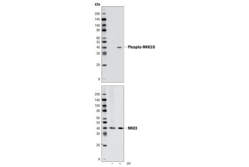 MKK3/MKK6 Control Cell Extracts 200 µl