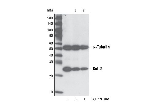 SignalSilence Bcl-2 siRNA II 300 µl