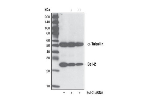 SignalSilence Bcl-2 siRNA II 300 µl