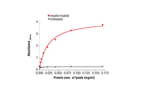 PathScan Phospho-Insulin Receptor beta (Tyr1150/1151) Sandwich ELISA Antibody Pair 1 kit