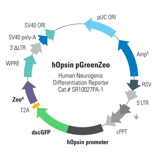 Human Opsin Differentiation Reporter (pGreenZeo, Plasmid) 10 µg