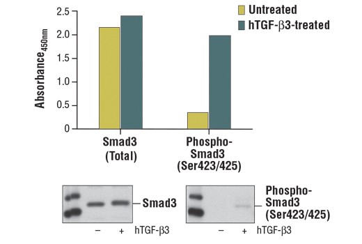 PathScan Phospho-Smad3 (Ser423/425) Sandwich ELISA Kit 1 kit