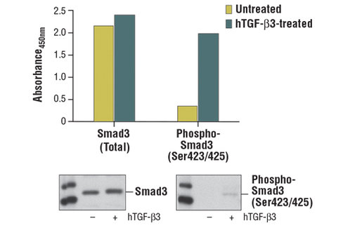 PathScan Phospho-Smad3 (Ser423/425) Sandwich ELISA Kit 1 kit