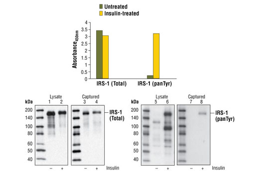 PathScan Phospho-IRS-1 (panTyr) Sandwich ELISA Kit 1 kit