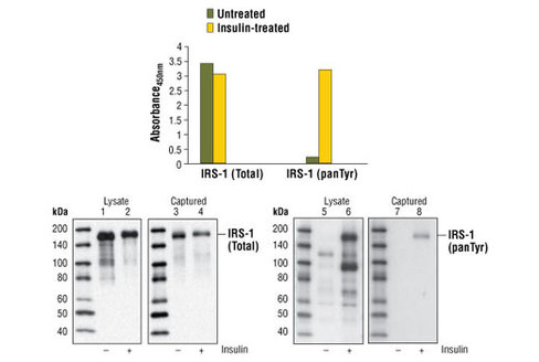 PathScan Phospho-IRS-1 (panTyr) Sandwich ELISA Kit 1 kit