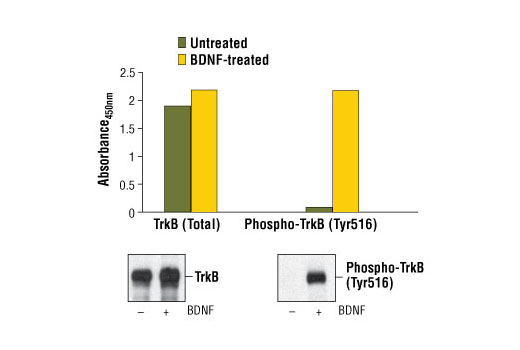 PathScan Phospho-TrkB (Tyr516) Sandwich ELISA Kit 1 kit