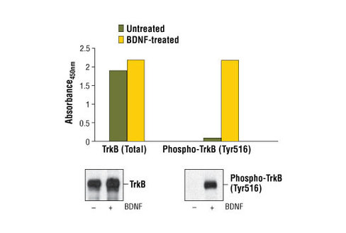 PathScan Phospho-TrkB (Tyr516) Sandwich ELISA Kit 1 kit