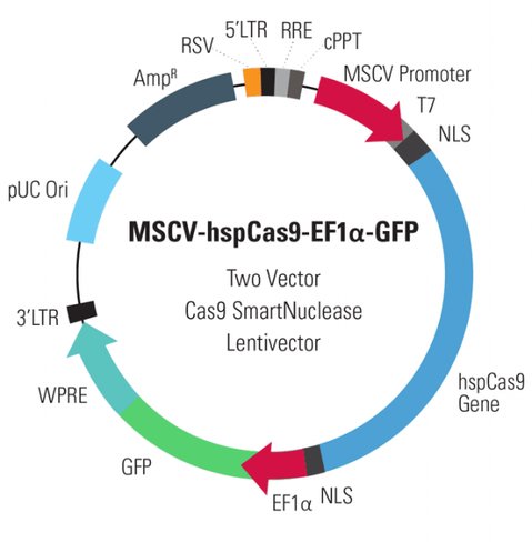 MSCV-hspCas9-EF1-GFP SmartNuclease Pre-Packaged Lentiviral Particles [ sup à10^6 IFUs] (CRISPR) 2 x 25 µl
