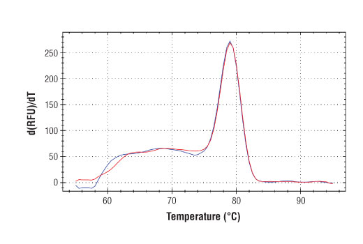 SimpleChIP Human WARS Intron 1 Primers 500 µl