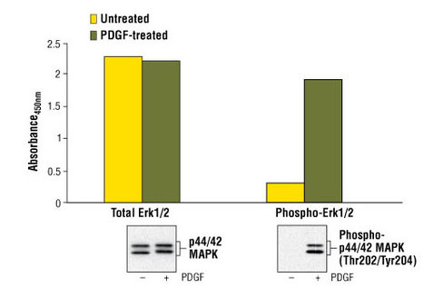 PathScan Total p44/42 MAPK (Erk1/2) Sandwich ELISA Kit 1 kit