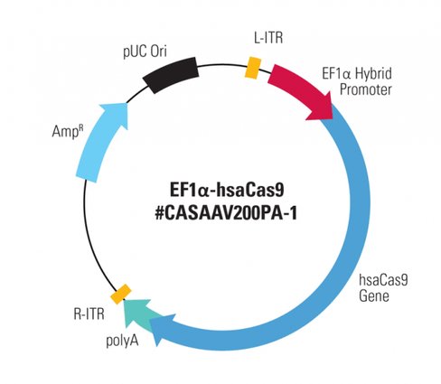 EF1a-hsaCas9 SmartNuclease AAV Plasmid 10 µg