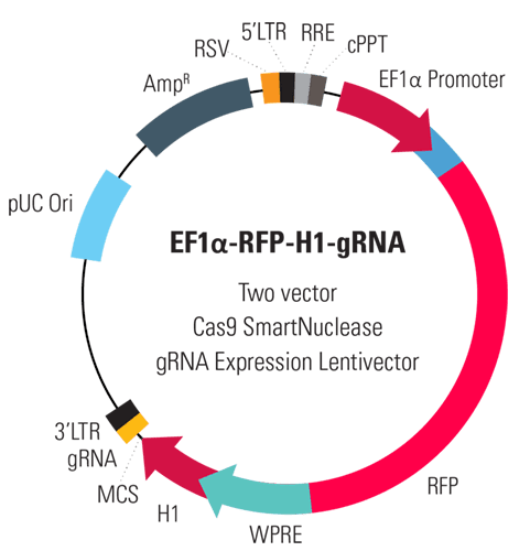 EF1-RFP-H1-gRNA linearized SmartNuclease Lentivector Plasmid (CRISPR) 10 rxns