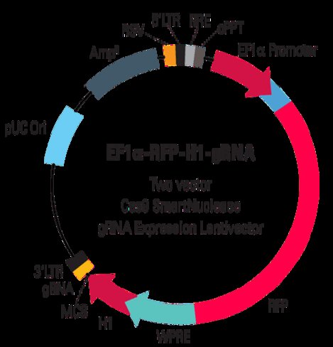 EF1-RFP-H1-gRNA linearized SmartNuclease Lentivector Plasmid (CRISPR) 10 rxns