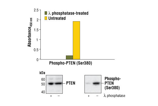 PathScan Phospho-PTEN (Ser380) Sandwich ELISA Kit 1 kit