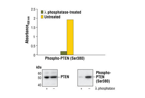 PathScan Phospho-PTEN (Ser380) Sandwich ELISA Kit 1 kit