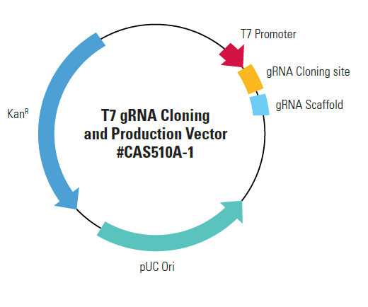 Linearized T7 gRNA SmartNuclease vector (CRISPR) 10 réactions