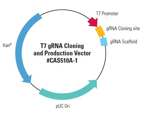 Linearized T7 gRNA SmartNuclease vector (CRISPR) 10 réactions