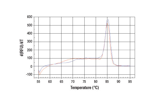 SimpleChIP Human 28S rDNA Repeat Primers 500 µl