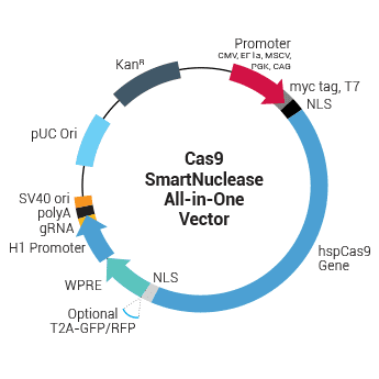 Transfection-ready hspCas9-nickase-T2A-RFP SmartNickase mRNA (Cas9 Nickase mutant with RFP marker)(CRISPR) 10 µg