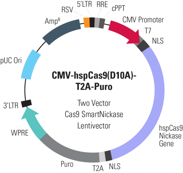 Cas9 Nickase: CMV-hspCas9(D10A)-T2A-Puro SmartNickase Lentivector Plasmid + LentiStarter Packaging Kit (CRISPR) 1
