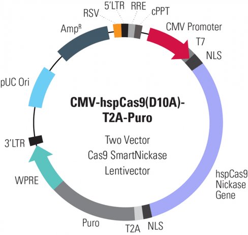 Cas9 Nickase: CMV-hspCas9(D10A)-T2A-Puro SmartNickase Lentivector Plasmid + LentiStarter Packaging Kit (CRISPR) 1