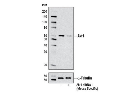 SignalSilence Akt1 siRNA I (Mouse Specific) 300 µl