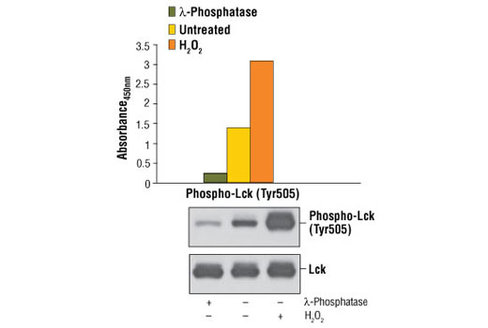 PathScan Phospho-Lck (Tyr505) Sandwich ELISA Kit 1 kit