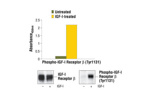 PathScan Phospho-IGF-I Receptor beta (Tyr1131) Sandwich ELISA Kit 1 kit