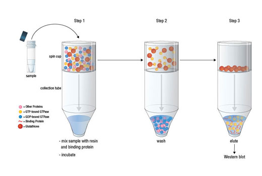 Active Cdc42 Detection Kit 1 kit