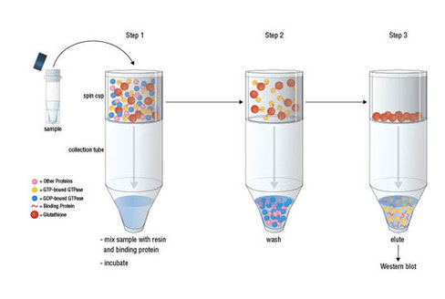 Active Cdc42 Detection Kit 1 kit