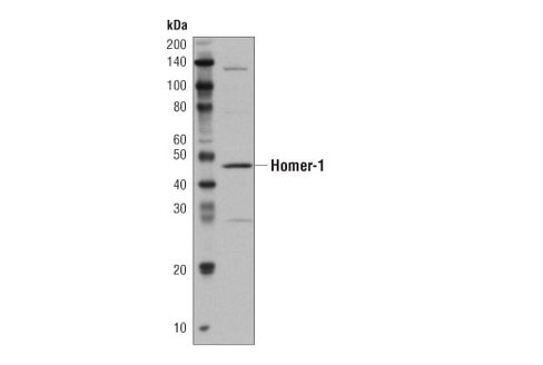 Mouse Brain Tissue Control Extracts 100 µl