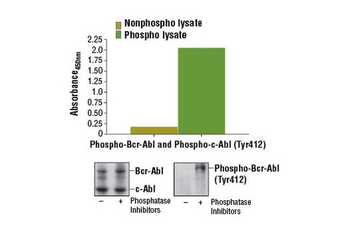 PathScan Phospho-c-Abl (Tyr412)Sandwich ELISA Kit 1 kit