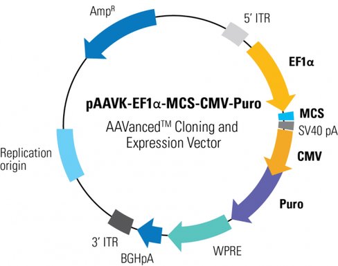 PAAVK-EF1a-MCS1-CMV-Puro AAVanced Cloning and Expression Vector10 µg