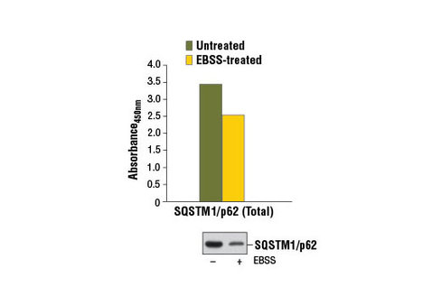 PathScan Total SQSTM1/p62 Sandwich ELISA Kit 1 kit
