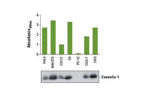 PathScan Total Caveolin-1 Sandwich ELISA Kit 1 kit