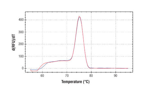 SimpleChIP Human ARRDC3 Downstream Primers 500 µl