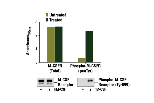 PathScan Phospho-M-CSF Receptor (panTyr) Sandwich ELISA Kit 1 kit