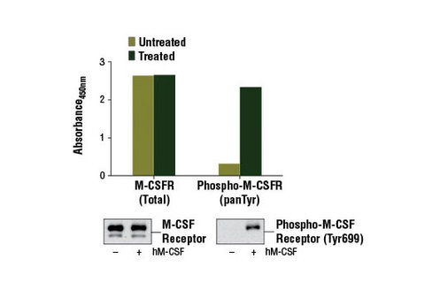 PathScan Phospho-M-CSF Receptor (panTyr) Sandwich ELISA Kit 1 kit